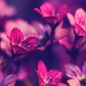 Meet your Posher, Angelica